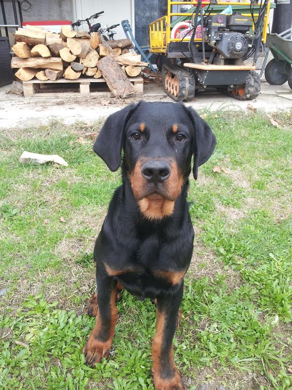 domainedelalicorne.fr Elevage de beauceron chiot beauceron pure race élevage du clos de la licorne elevage des gardiens de la licorne elevage beauceron noir et feu authentique gros gabarits élevage de Beauceron familial sérieux et qualité domainedelalicorne.fr suivi des chiots conseil d’éducation chiot propre bas rouge santé caractère spécialiste du beauceron noir et feu ou arlequin chien rustique berger de France  nos chiots sont élevés avec amour et attention notre passion au service de la qualité Beauceron de qualité et sportif domaine de la licorne 04380 BARRAS élevage en liberté éleveur berger de beauce élevage de beauceron de travail 